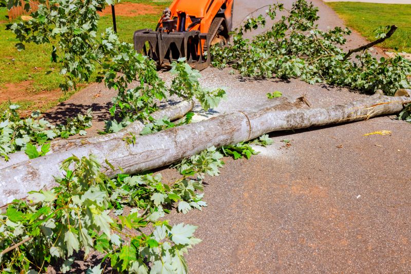 Apple Tree Removal in Bucks County, PA