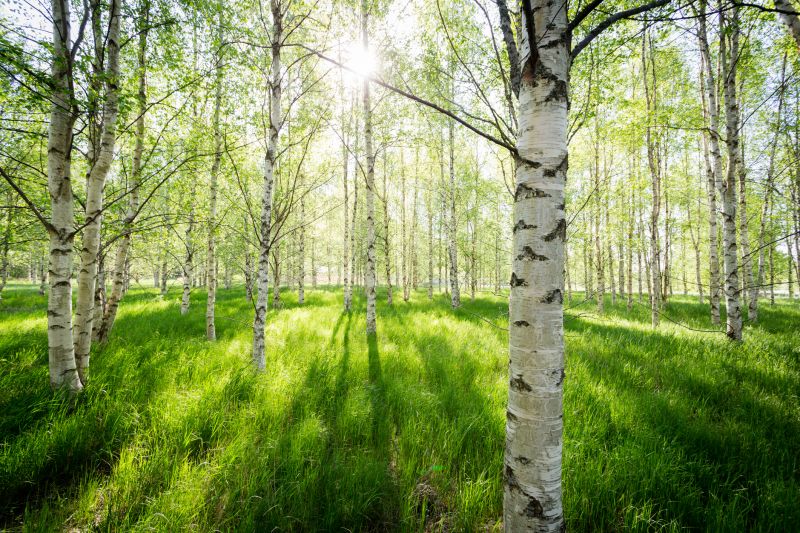 Birch Tree Pruning in Reno, NV