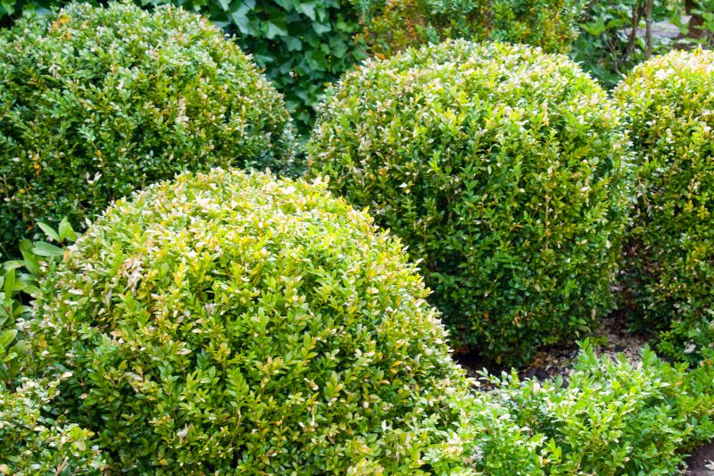 Bush Trimming Service in Aiken, SC