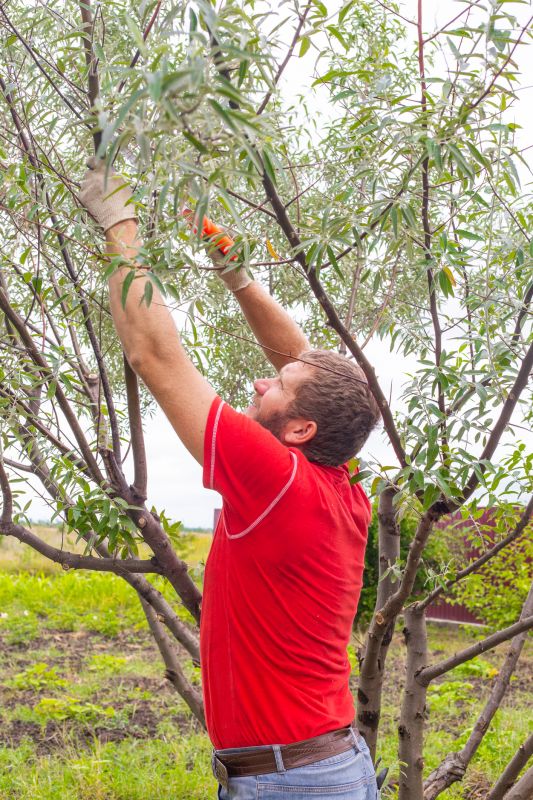 Canopy Pruning in Doylestown, PA