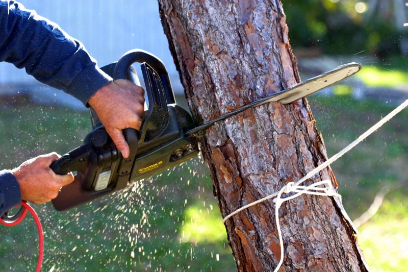 Cherry Tree Removal in Aiken, SC