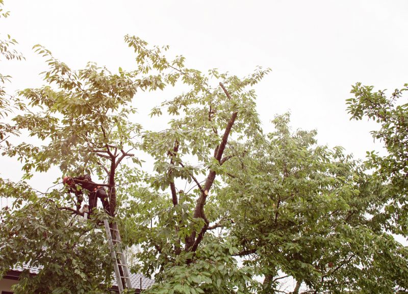 Commercial Tree Trimming in Duluth, MN
