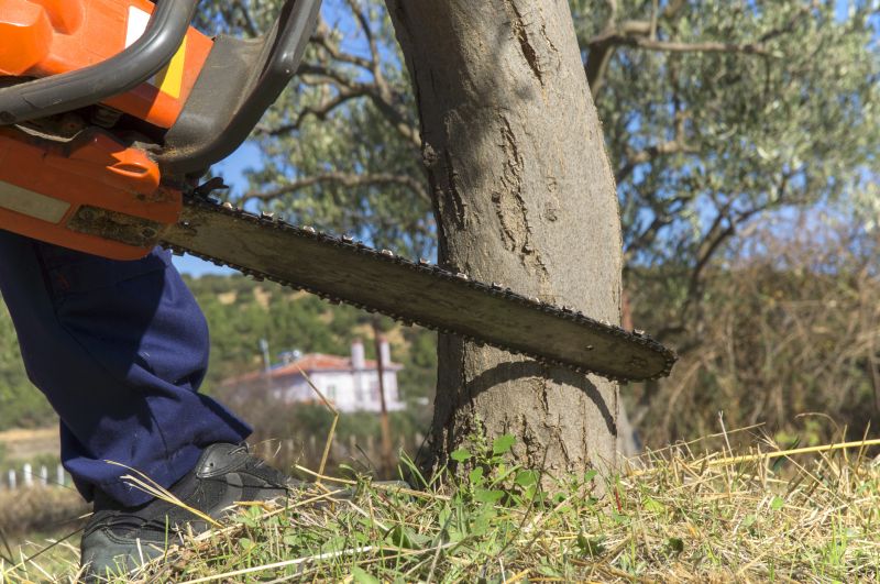 Dead Tree Removal in Aiken, SC
