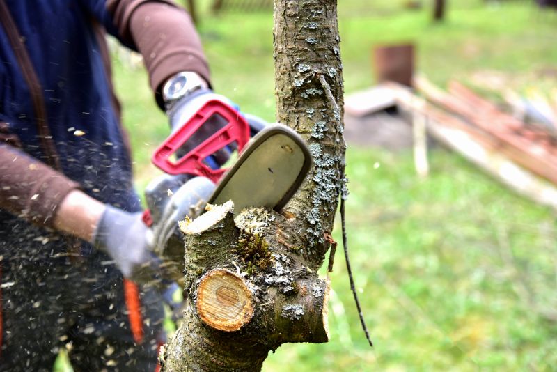 Hickory Tree Trimming in San Jose, CA