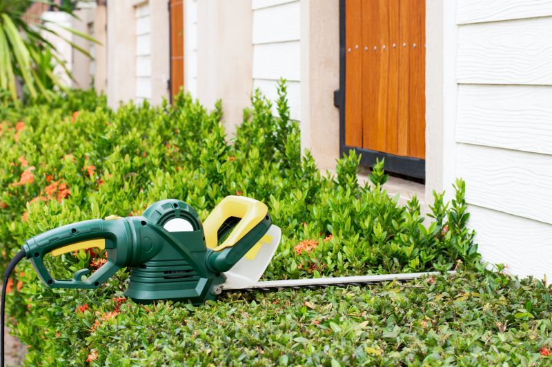 Holly Bushes Trimming in Aiken, SC