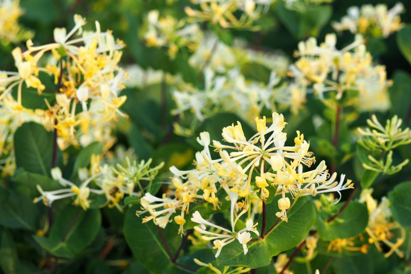 Honeysuckle Trimming in Ventura County, CA