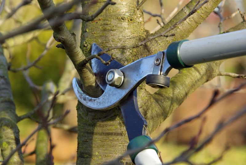 Limb Pruning in Doylestown, PA