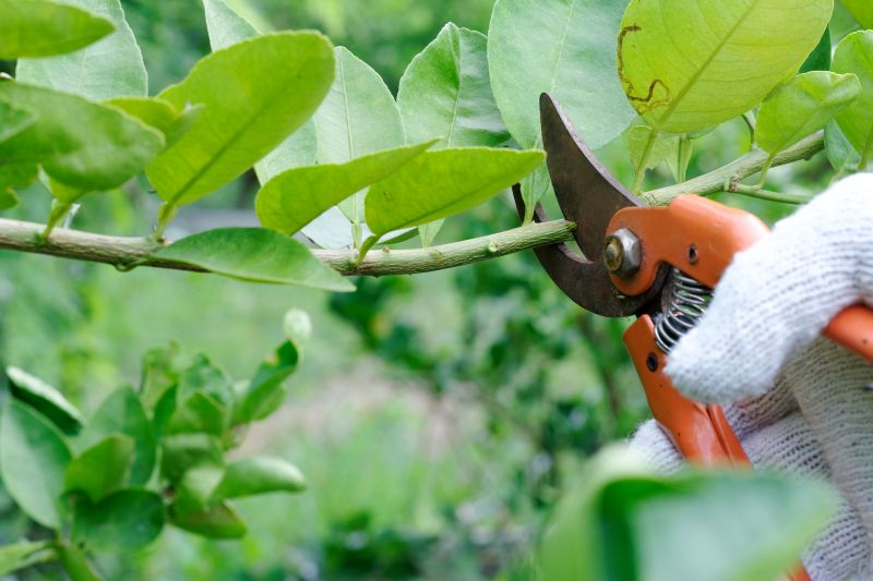 Limb Pruning in Reno, NV