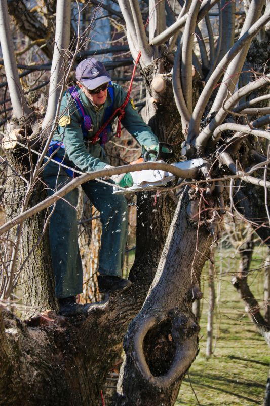 Magnolia Tree Pruning in Reno, NV