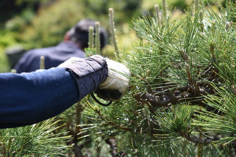 Maple Tree Pruning in Allentown, PA