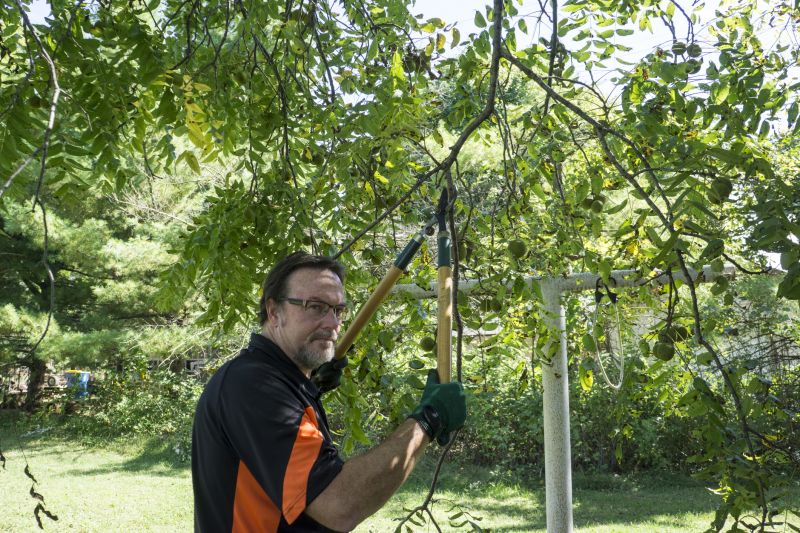 Palm Tree Trimming in Allentown, PA