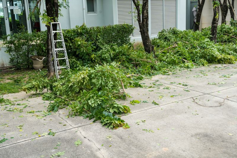 Spruce Tree Removal in Bucks County, PA