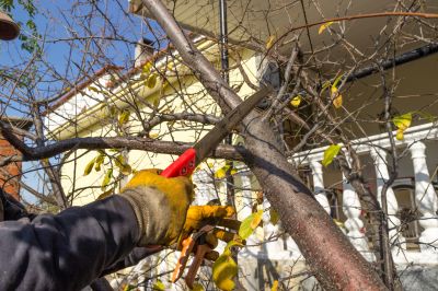 Tree Shearing in San Jose, CA